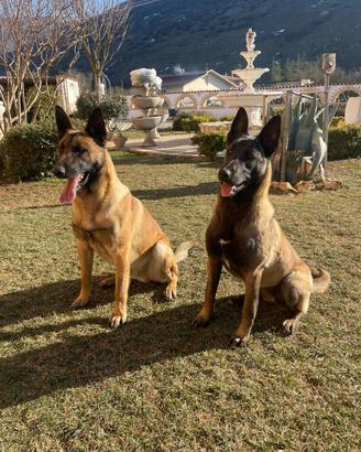 Pastore Belga Malinois