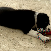 Cucciolo bordercollie