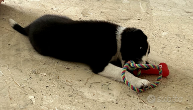 Cucciolo bordercollie