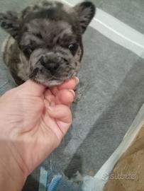 Cucciolo bulldog francese