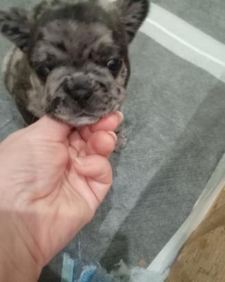 Cucciolo bulldog francese