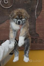 Cuccioli Akita Inu