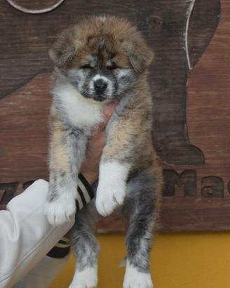Cuccioli Akita Inu