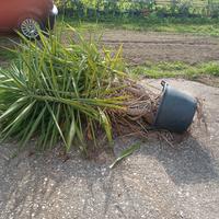 Yucca alta 1.70m in vaso ben rammificata