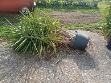 Yucca alta 1.70m in vaso ben rammificata