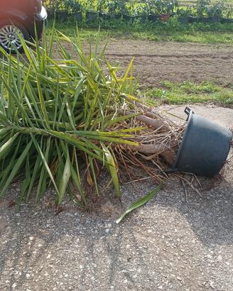 Yucca alta 1.70m in vaso ben rammificata