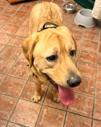 Labrador di razza