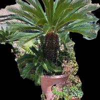 piante da giardino