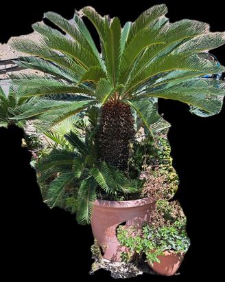 piante da giardino