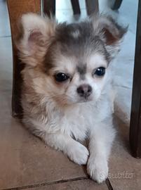 Chihuahua