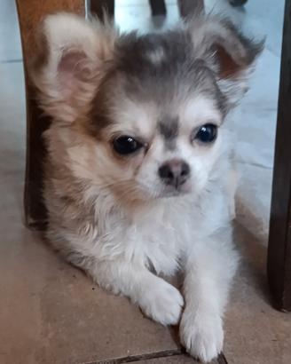 Chihuahua