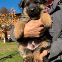 Cuccioli di pastore tedesco