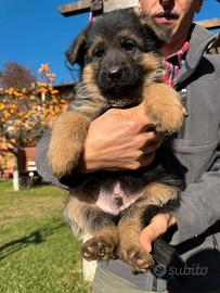 Cuccioli di pastore tedesco