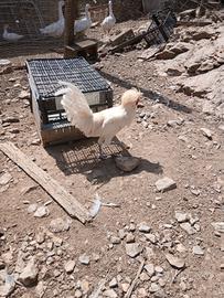 Galline padovane ciuffate