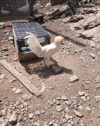 Galline padovane ciuffate