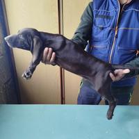 Cuccioli di bracco tedesco