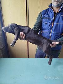 Cuccioli di bracco tedesco