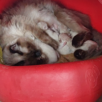 Siamese