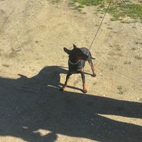 Cucciola pinscher pincher pincer toy