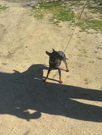 Cucciola pinscher pincher pincer toy