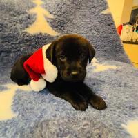 Cuccioli di Labrador
