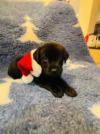 Cucciolo di Labrador