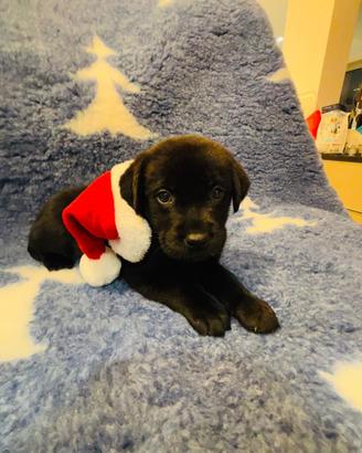 Cuccioli di Labrador