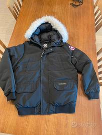 Canada goose