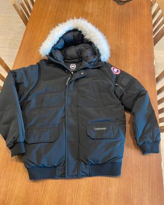 Canada goose