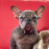 Bulldog Francese Hairless Isabella carrier