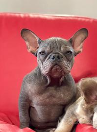 Bulldog Francese Hairless Isabella carrier