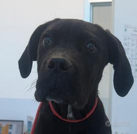 Cucciola cane corso con pedigree