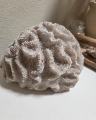 Corallo  bianco naturale 
