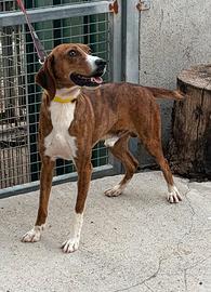 Cuccioloni di segugio maremmano