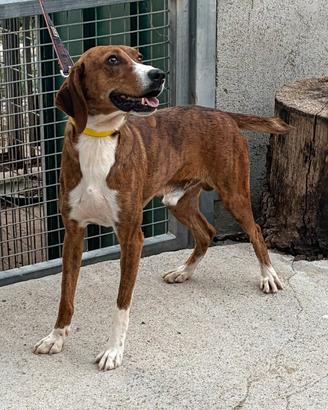 Cuccioloni di segugio maremmano