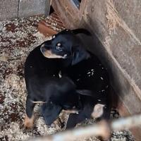 Cani da tartufo Grifo Nero Valnerino