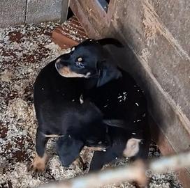 Cani da tartufo Grifo Nero Valnerino