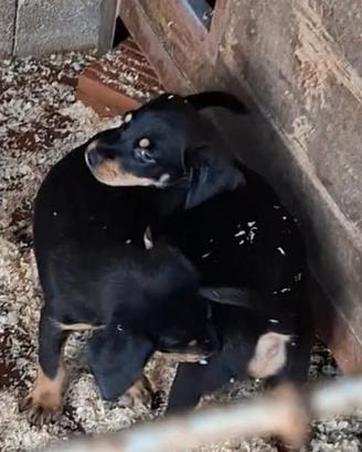 Cani da tartufo Grifo Nero Valnerino