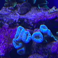 Corallo LPS Caulastrea azzurra