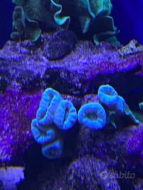 Corallo LPS Caulastrea azzurra