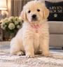 cuccioli-golden-retriever-con-pedigree-enci