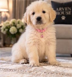 Cuccioli Golden Retriever con pedigree ENCI