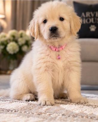 Cuccioli Golden Retriever con pedigree ENCI