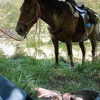 Cavalla Argentina e Appaloosa