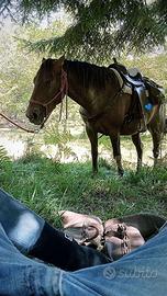 Cavalla Argentina e Appaloosa