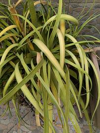 agave tolgo x spazio 