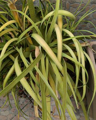 agave tolgo x spazio 