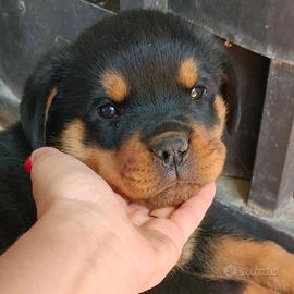 Cucciola rottweiler
