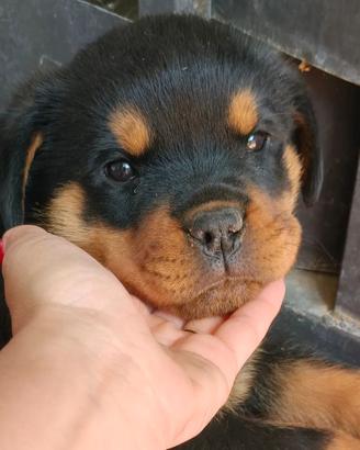Cucciola rottweiler