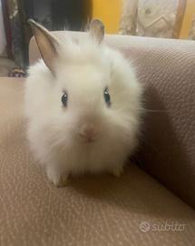 Conigli testa di leone